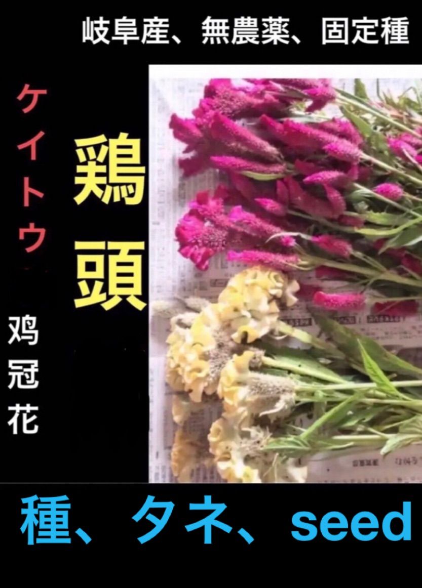 岐阜産 庭の花種 自家採種 無消毒 固定種 ケイトウの種子 鸡冠花