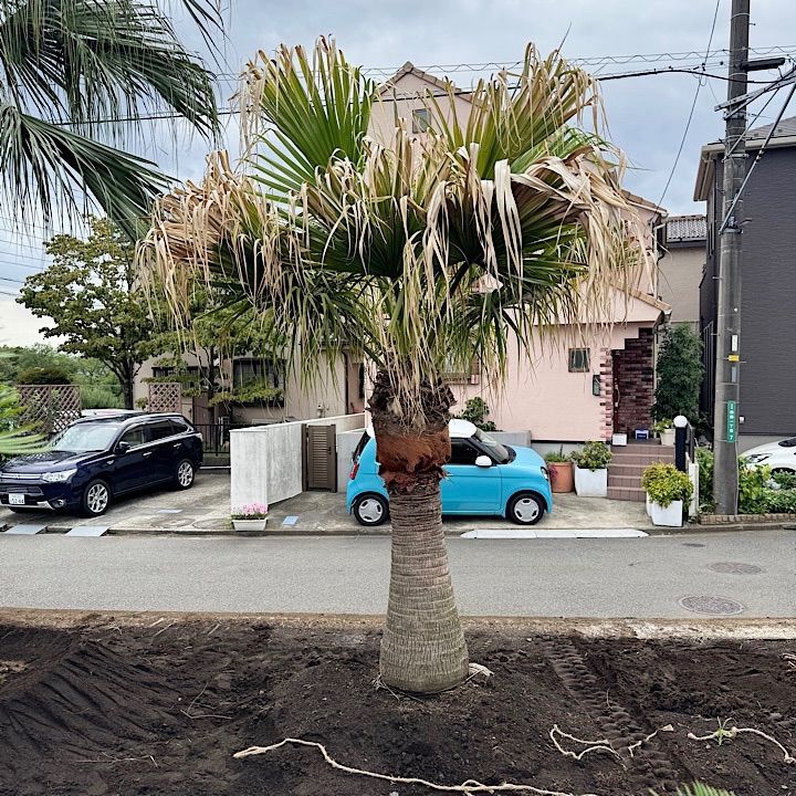 ビロウヤシ　2株入り　ボリューム大　新芽続々　高さ約100cm(現物) ビロウヤシ 2株入り 新芽続々 高さ約100cm 現物 2024年 New