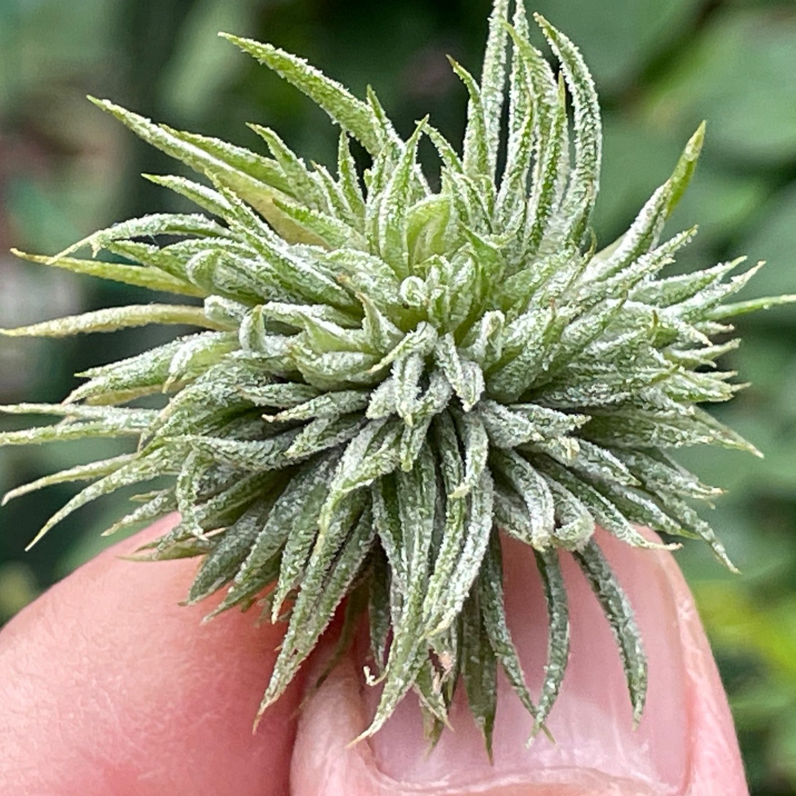 チランジア イオナンタ モンストローズ イオナンタ モンストローズ