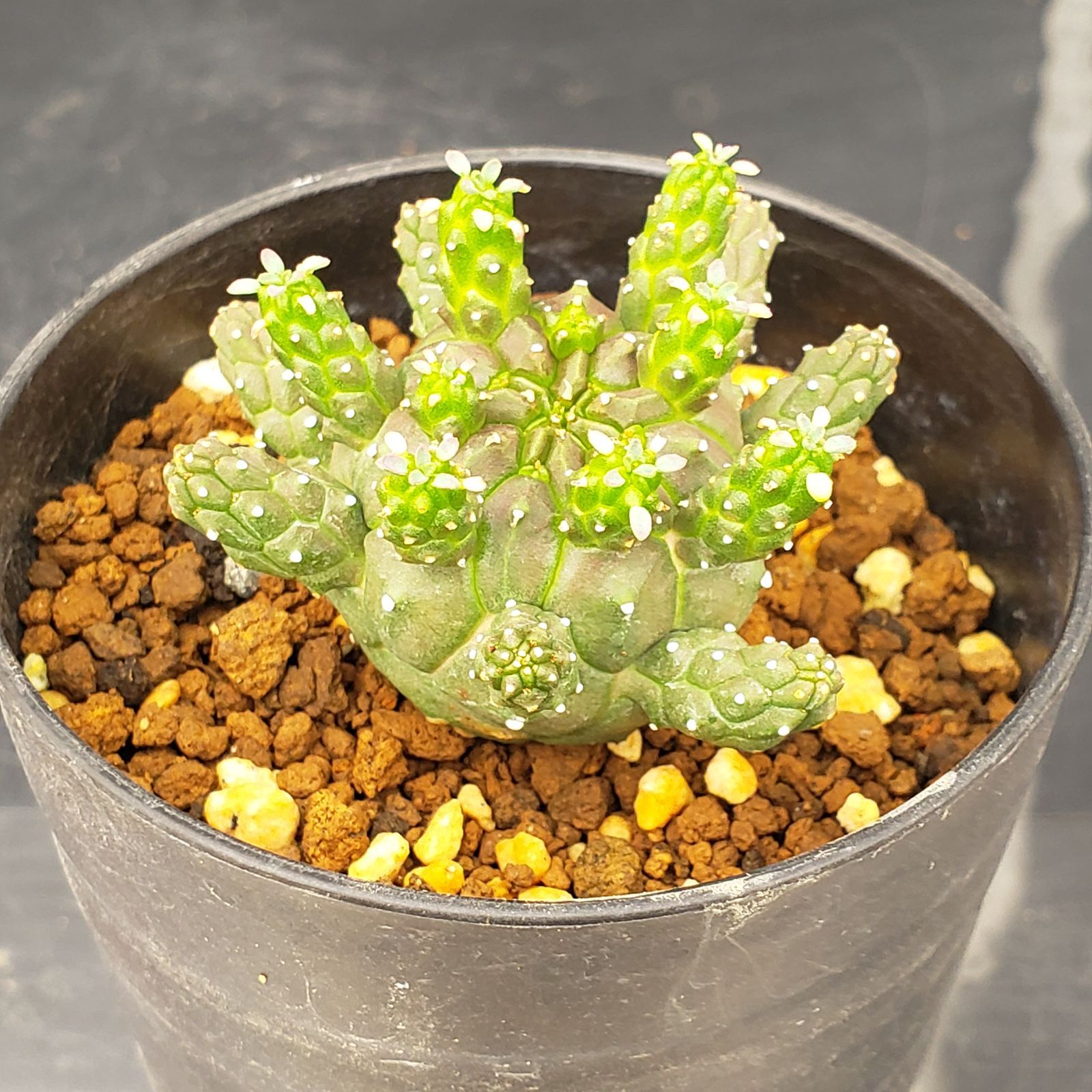 コーデックス：ユーフォルビア ガムケンシス 大株 実生*幅12cm