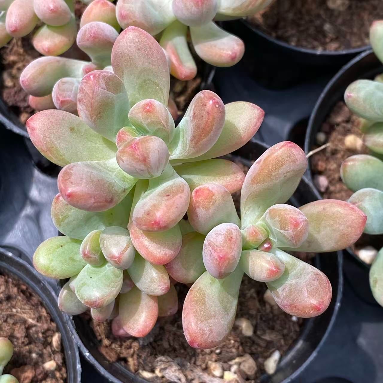 ZM1642コトム 韓国苗 多肉植物 抜き苗 エケベリア 即購入可 - メルカリ