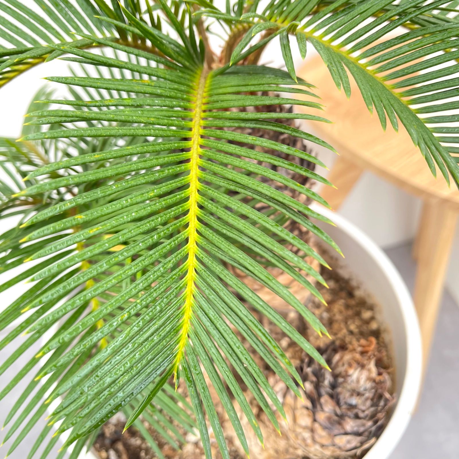 奄美ソテツ（インテリア用サイズ）② 奄美ソテツ 蘇鉄【現品】観葉植物 ドライガーデン 大型 屋外
