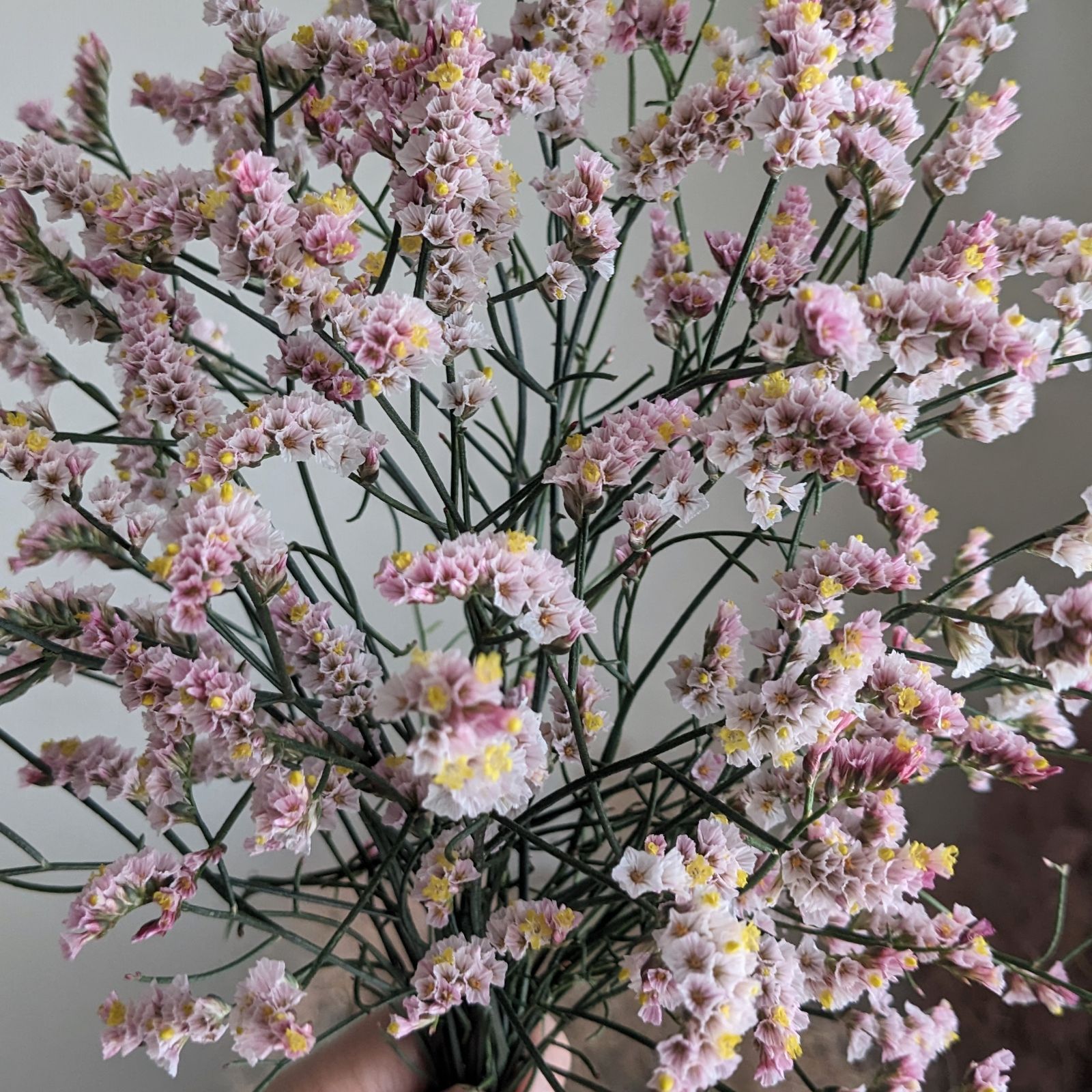 ハイブリッドスターチス❣️マルチーズピンク 08直前】HBスターチス マルチーズピンク (淡いピンク)秀L - 花材通販は