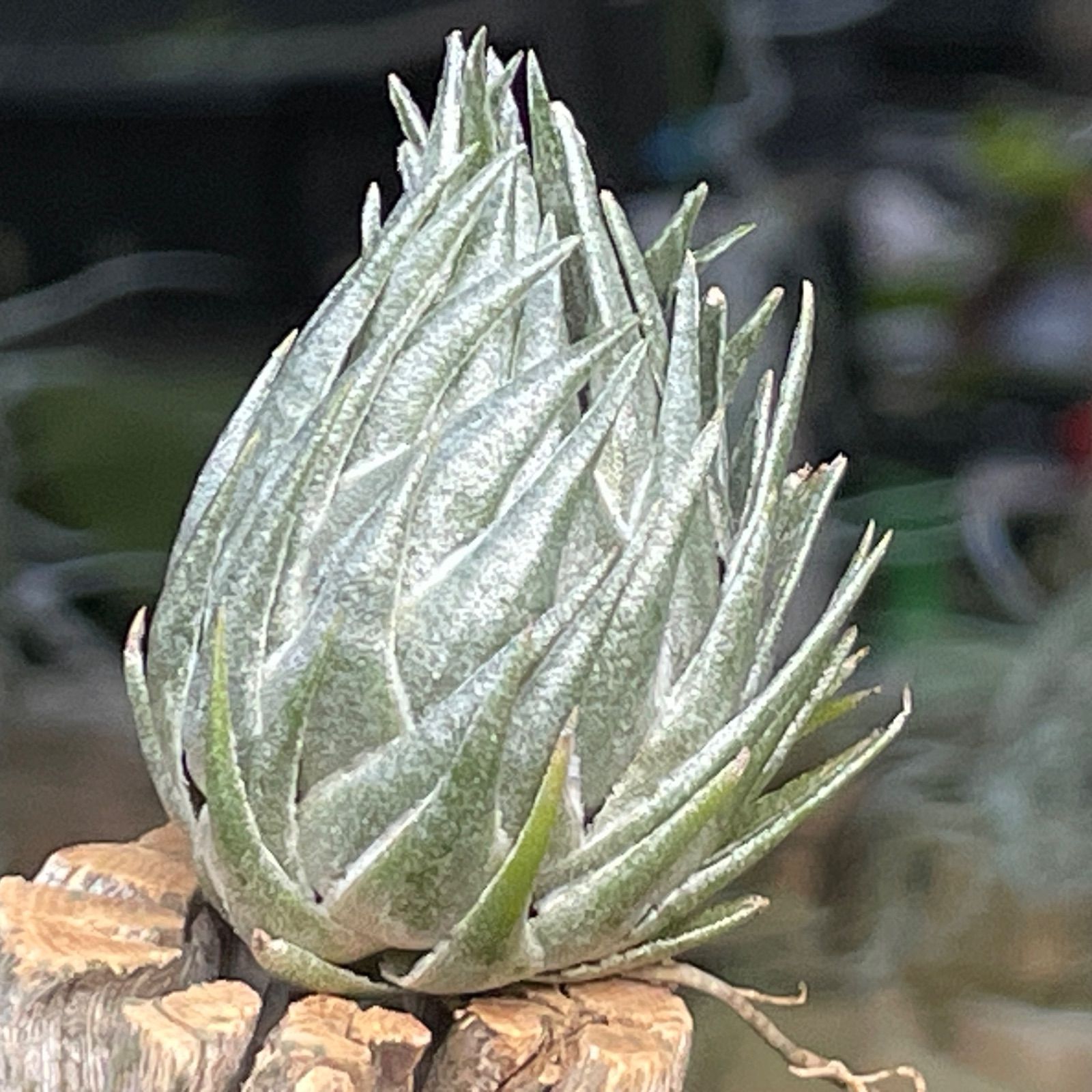 ティランジア カウツキー 銀色に輝くティランジア・カウツキー | LOVEGREEN(ラブグリーン)