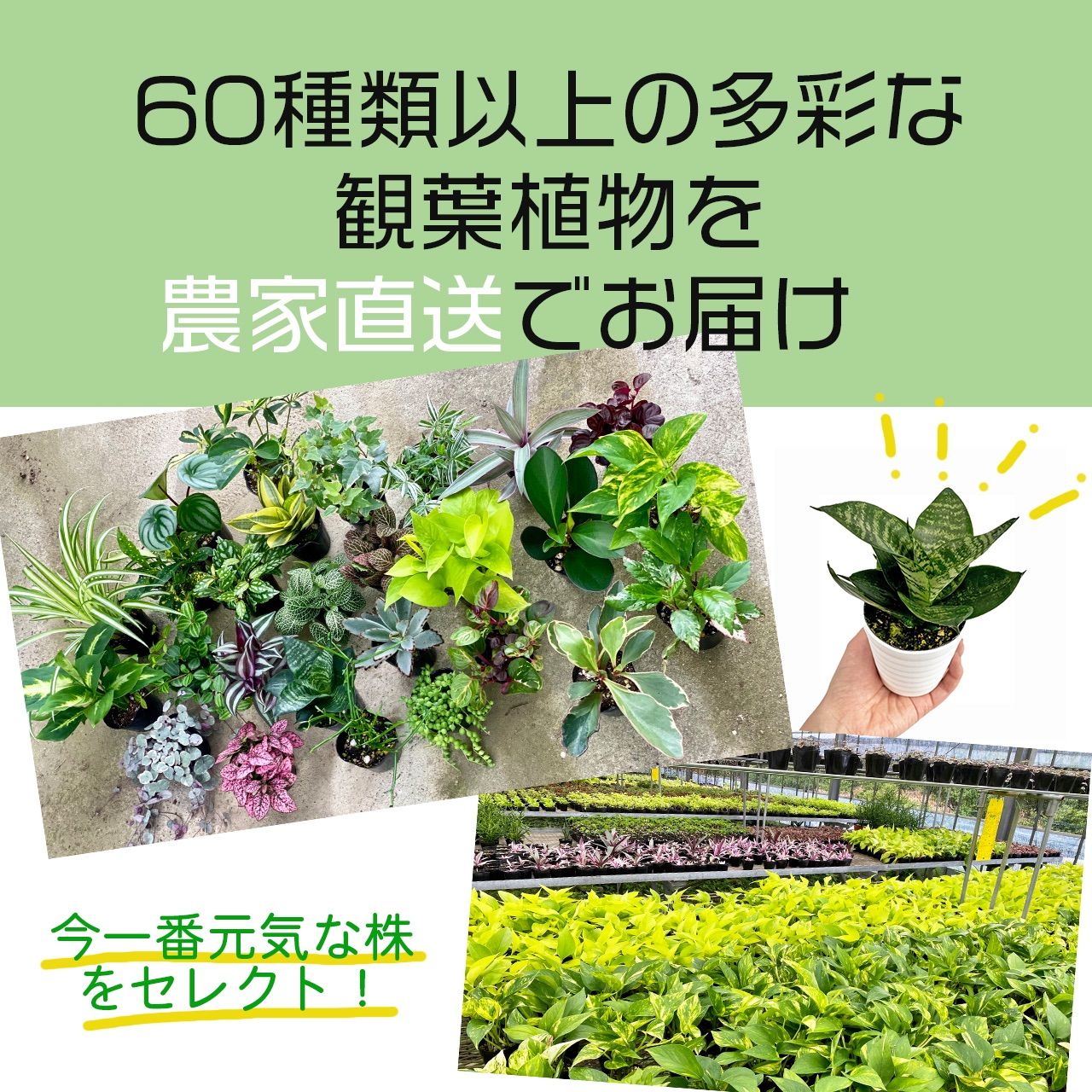 メルカリshops 観葉植物 ペペロミア アングラータ 受皿付き ミニ 鉢ごと 本物 イナコウゲイ