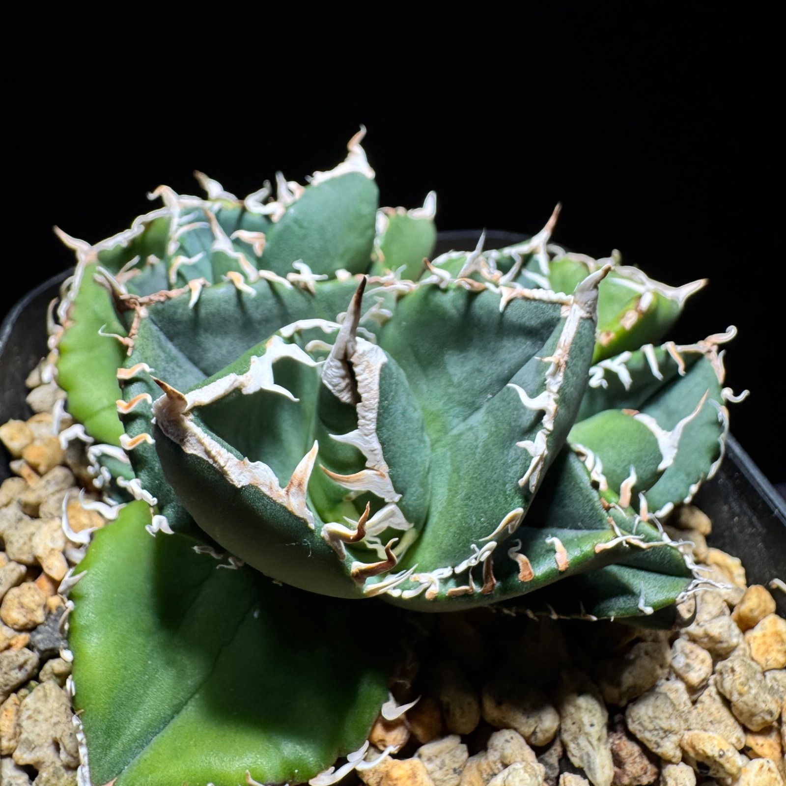 アガベ チタノタ 超OSP OSP産 - メルカリ