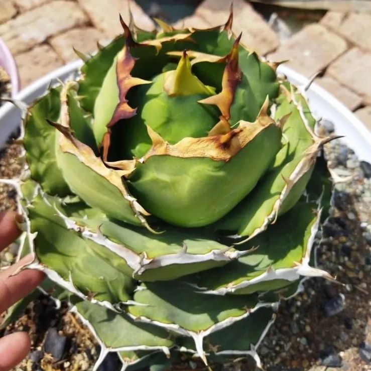 AGAVE TITANOTA y.k01 イラン選抜株 - 植物/観葉植物