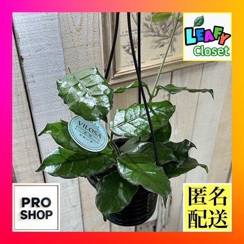観葉植物 ホヤ ビローサ 4号 吊り(現品) インテリア カワイイ 可愛い