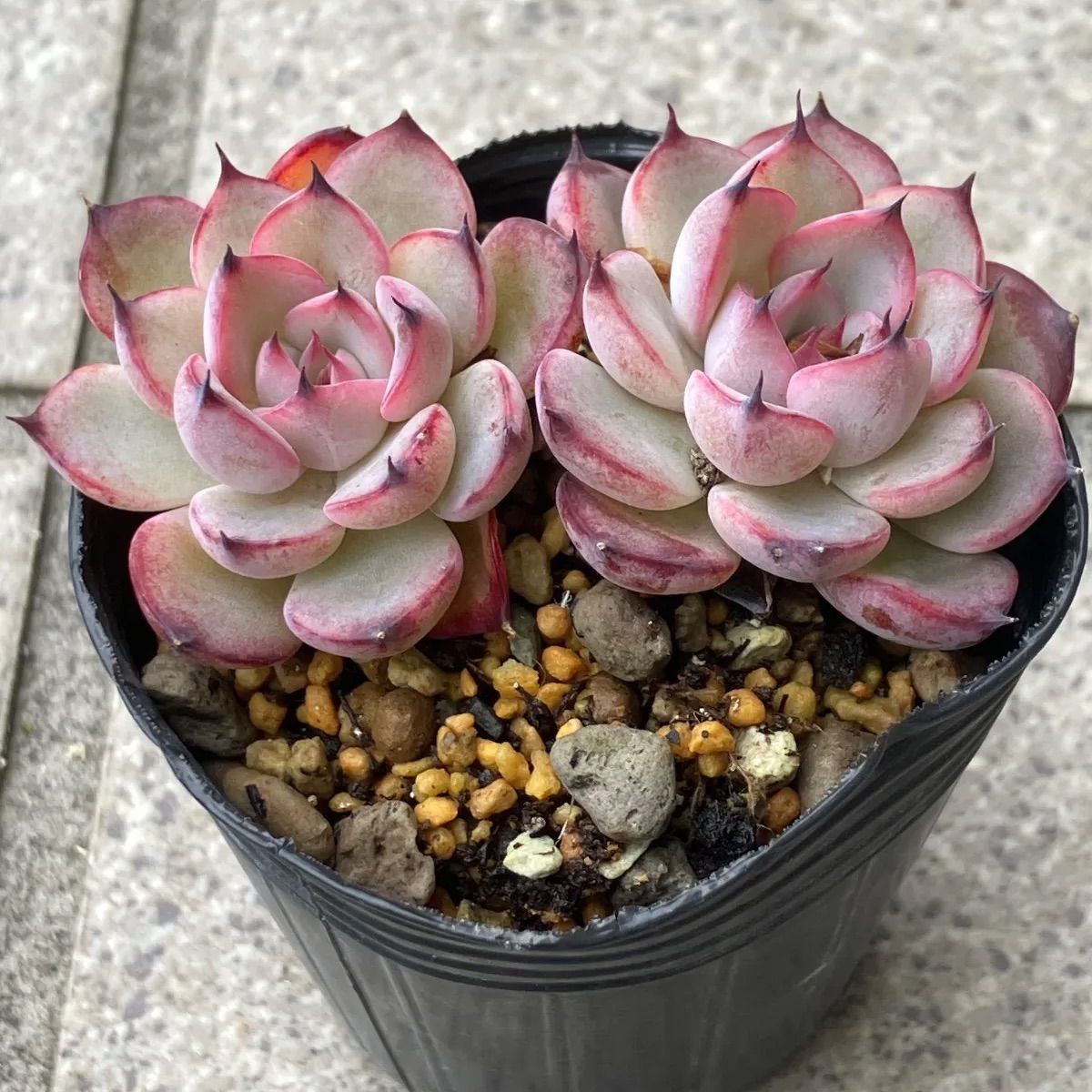 多肉植物 おらいさん苗 ミックスベリア② ブルーベリームーン②