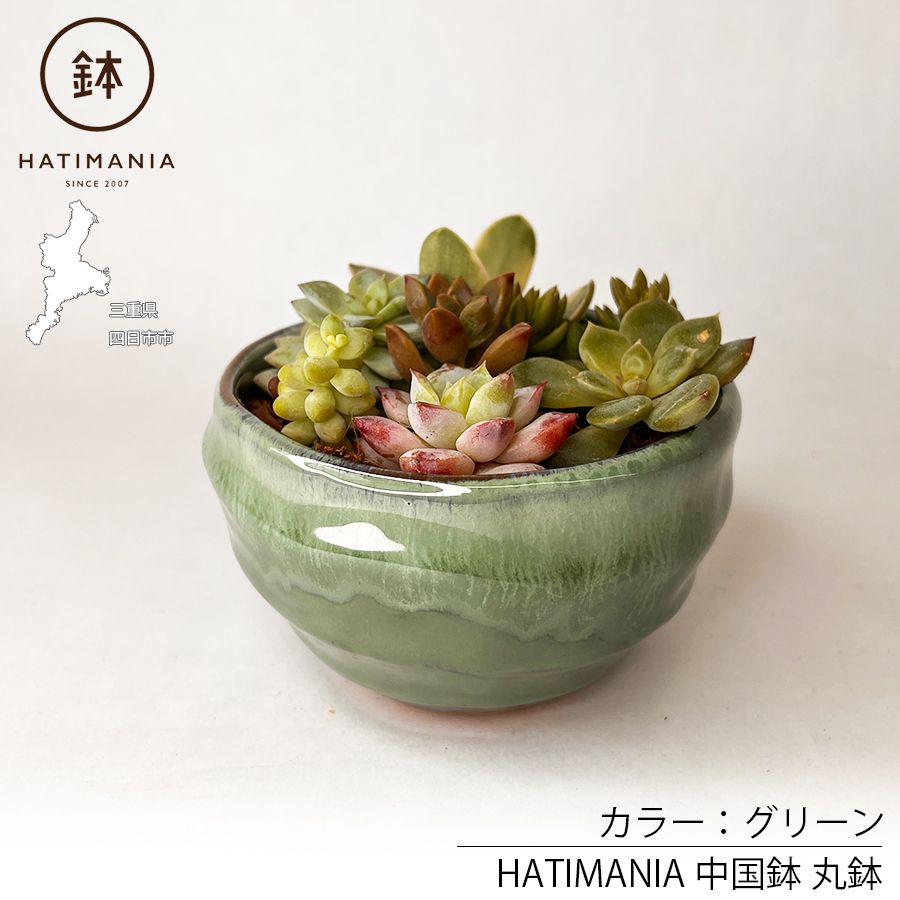 多肉植物おまかせ寄せ植え HATIMANIA 3号 1006W 鉢づくし ミニ盆栽