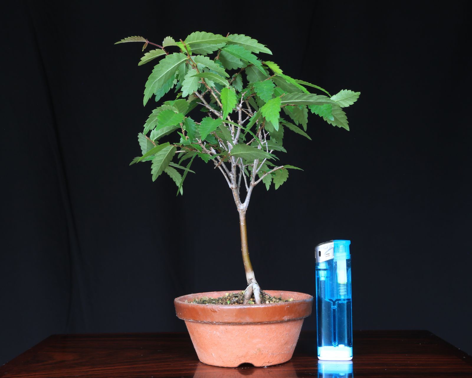 欅』ケヤキ 小品盆栽【泰寿園 Online】現品 一点物 けやき 雑木 真柏