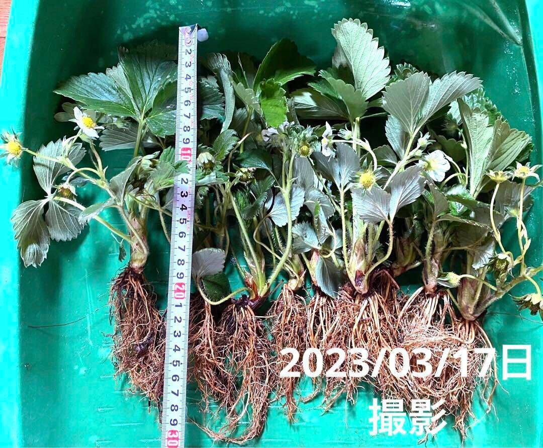 ワイルドストロベリー苗20株 ワイルドストロベリー苗20株