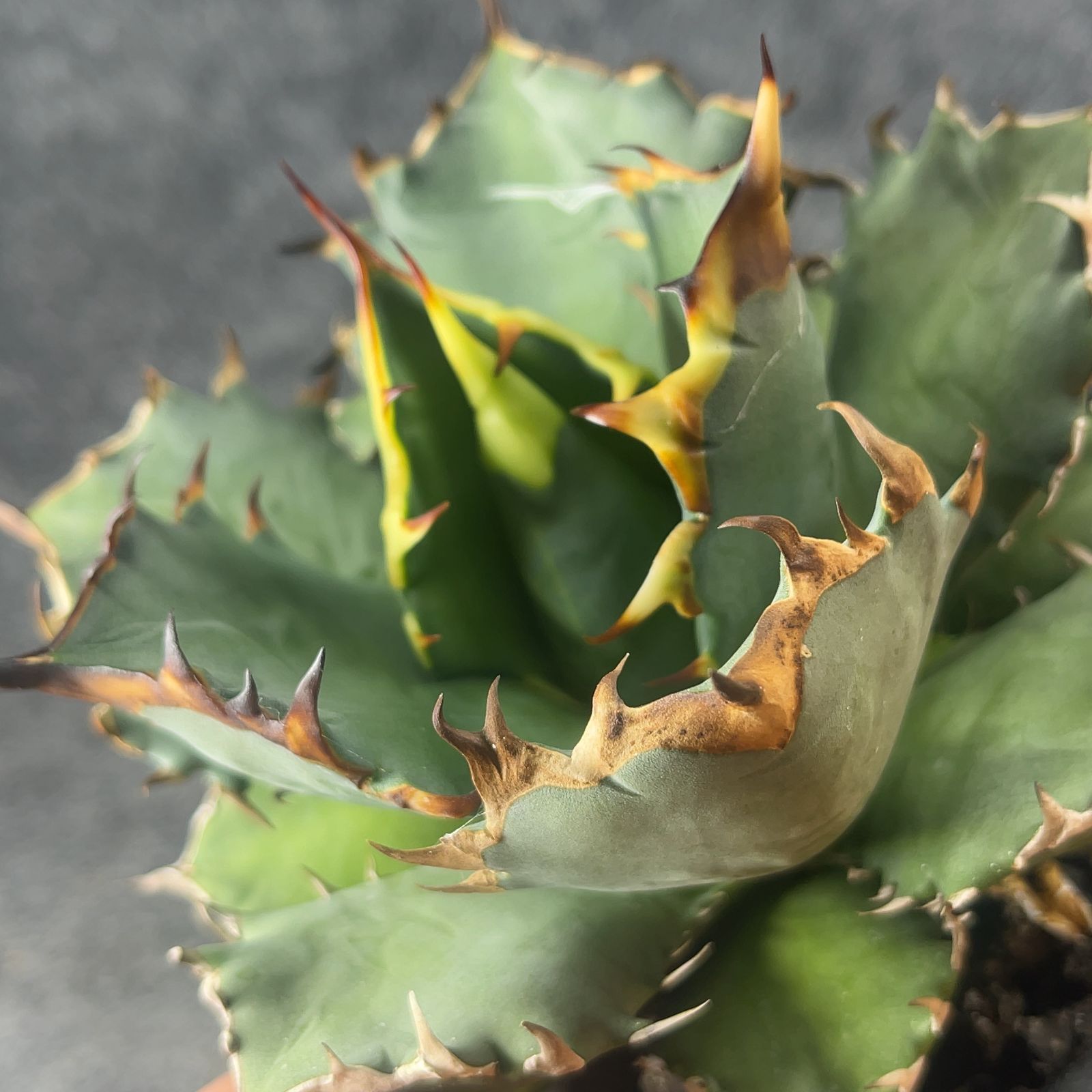 鉢ごと発送】アガベ チタノタ 姫厳竜 Agave titanota 'Dwarf' / 4号鉢