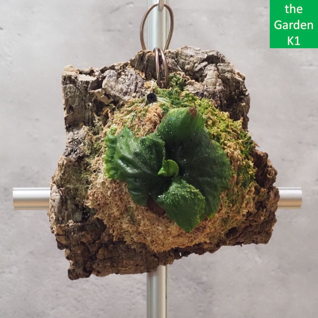 ビカクシダ マダガスカリエンセコルク付け