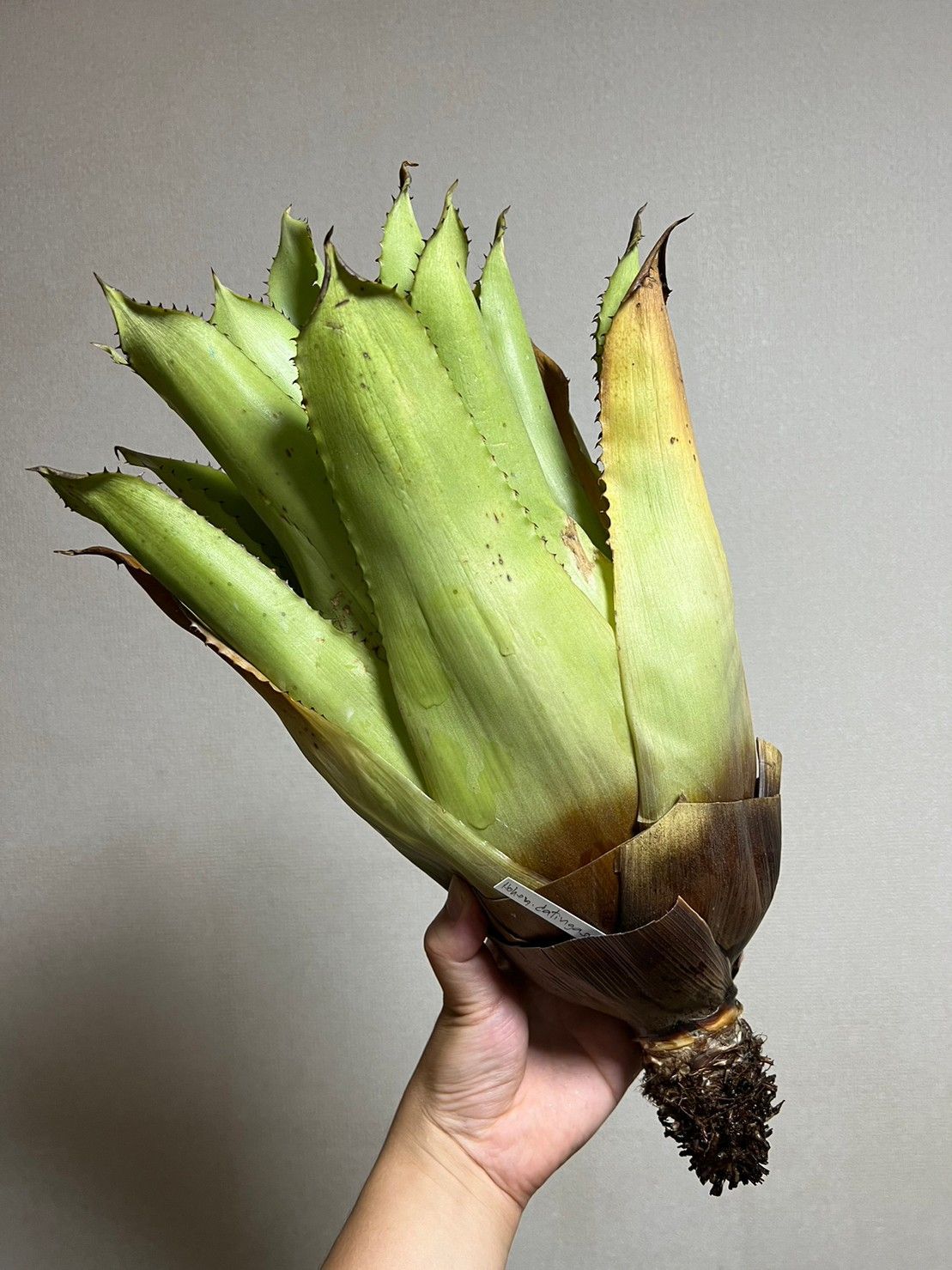 57. 特大株 ▽Hohenbergia Catingae▽ ホヘンベルギア