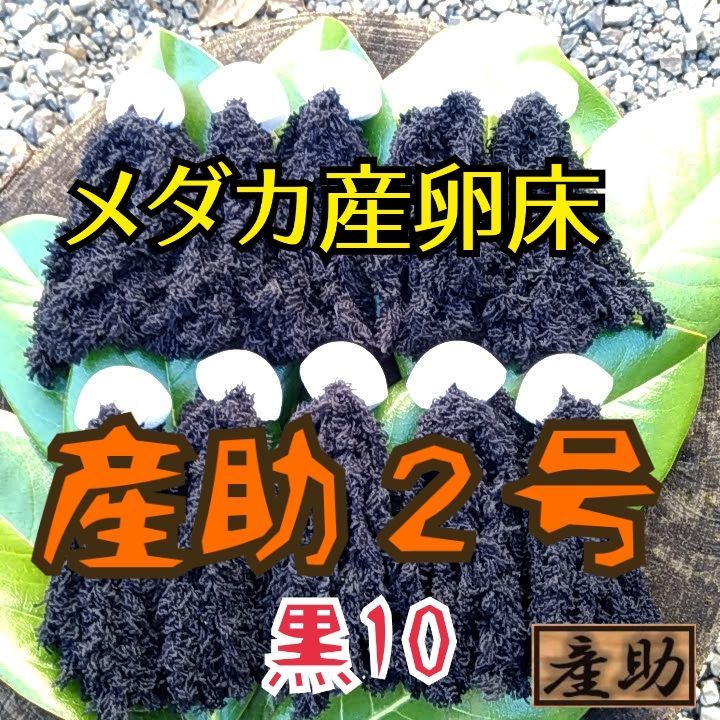 メダカ産卵床 10㎝ ★産助(さんすけ)2号50★ ※組立不要！金魚にも メダカ産卵床 10㎝ ☆産助(さんすけ)2号☆ ※組立不要！※熱帯魚
