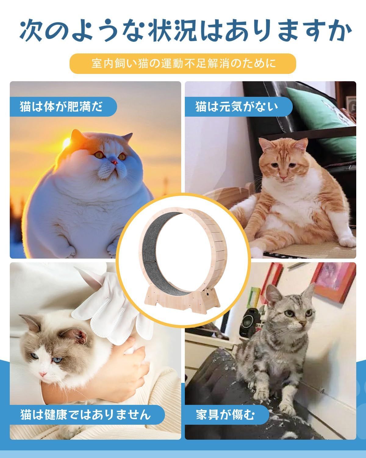 室内飼い猫の運動不足を改善