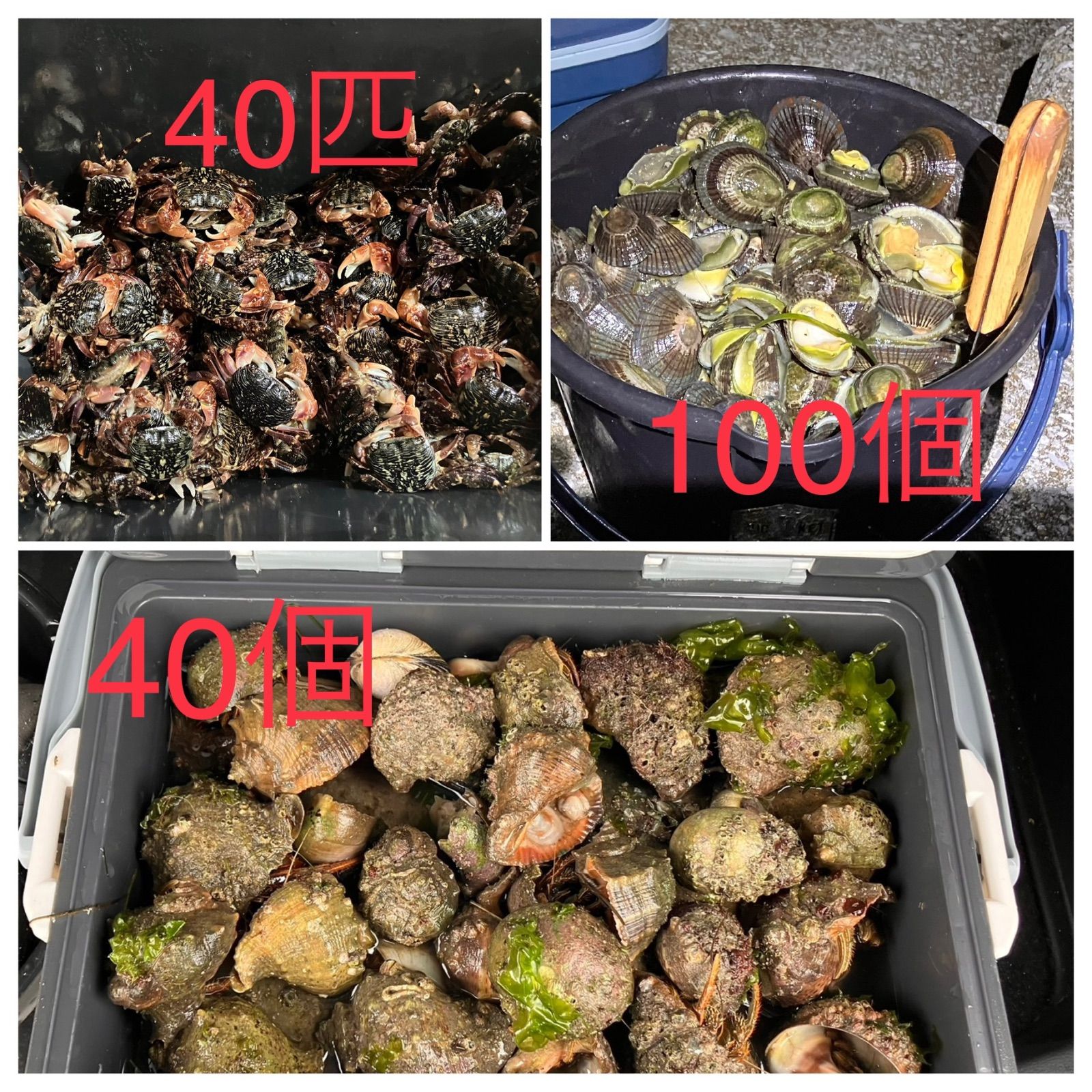 ヤドカリとマツバ貝のセット