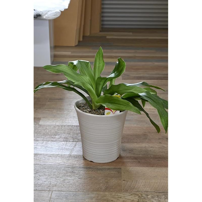 ほ*。様 Y12 万年青 実親 鉢植え 観葉植物 鳳凰 (ほうおう) Hoo