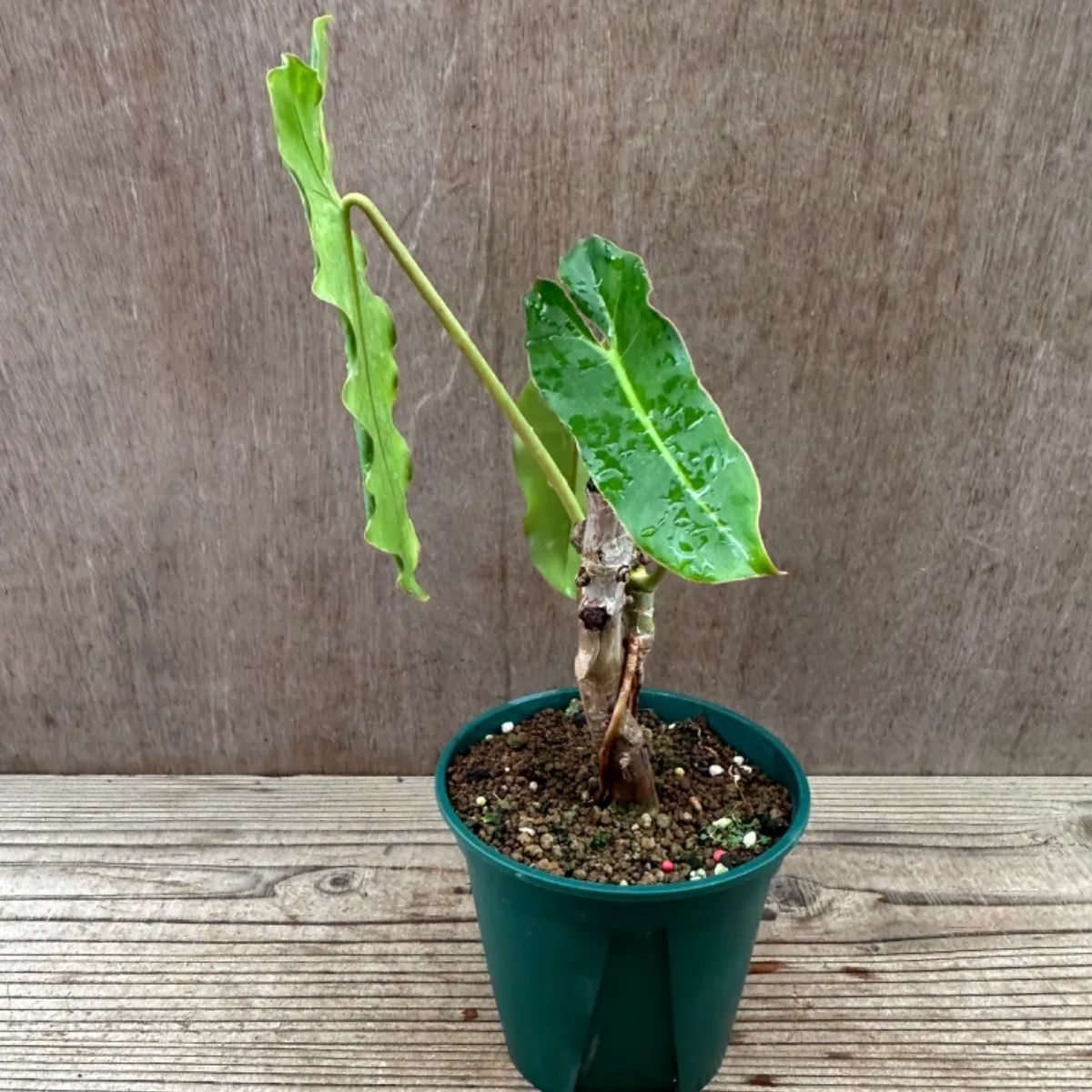 フィロデンドロン パライソ ヴェルデ 現品 Philodendron paraiso verdes 斑入り 斑入 観葉植物 観葉 植物 珍奇植物 珍奇  珍しい レア 希少 - メルカリ