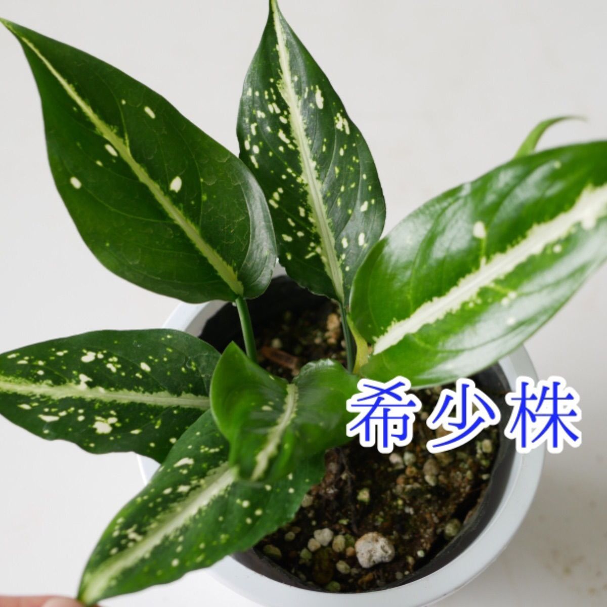 アグラオネマ 希少 レア 珍しい aglaonema Costatum - Interior plants