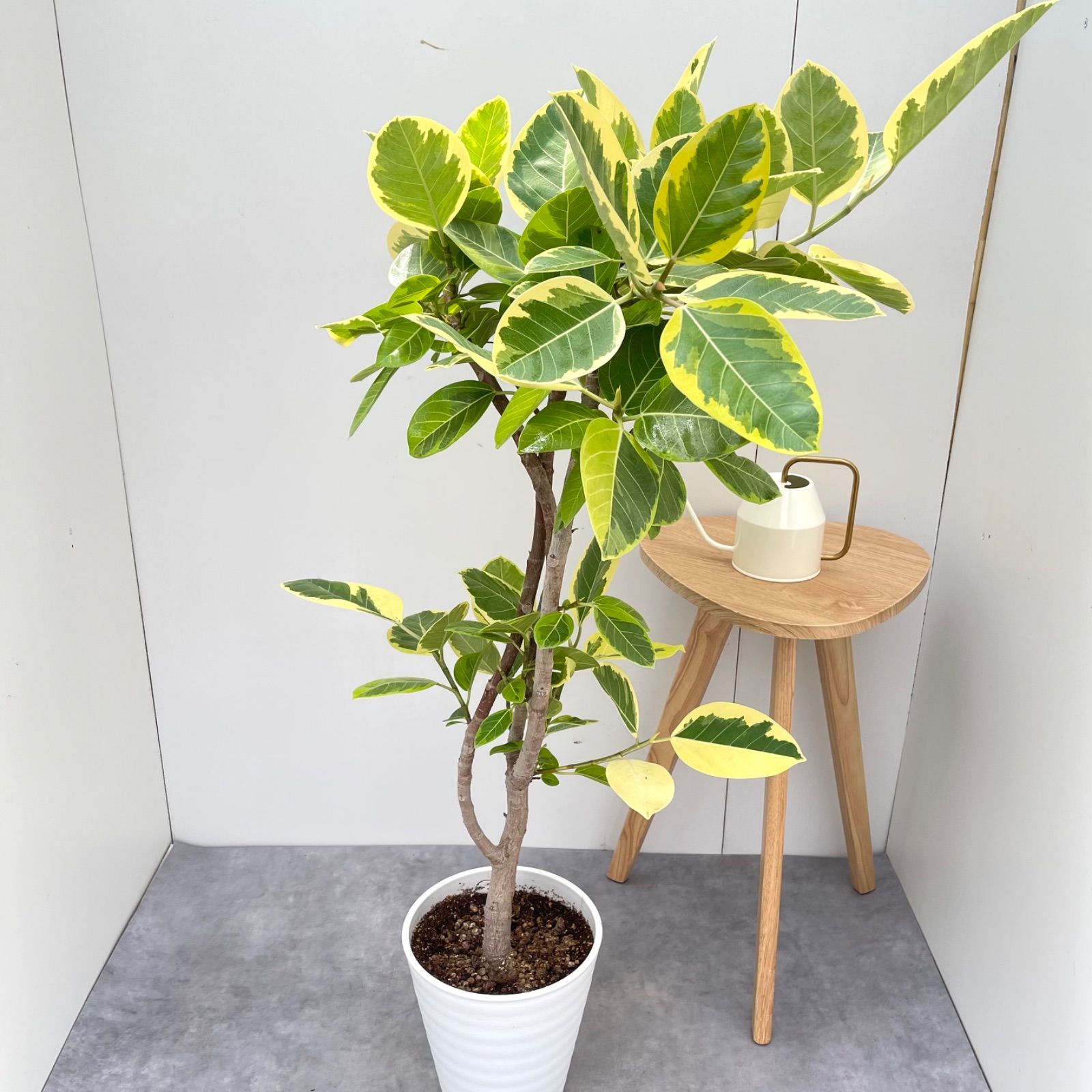 ［現品］80番　フィカス　アルテシマ　曲がり　10号　尺鉢　観葉植物　室内　大型 現品］80番 フィカス アルテシマ 曲がり 10号 尺鉢 観葉植物