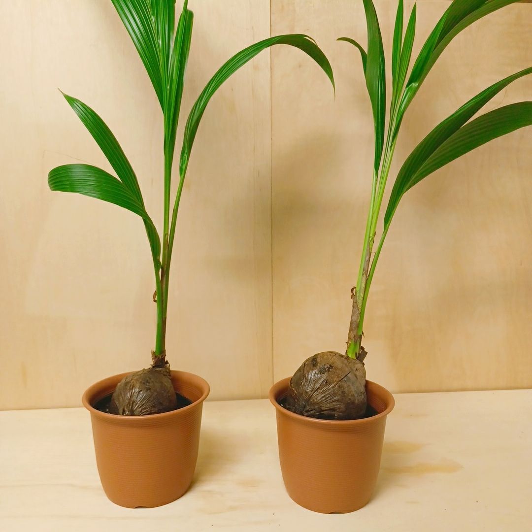 大特価！2鉢価格！ココヤシ　苗　苗木　ココナッツバーム　7号鉢　ヤシの木 大特価！2鉢価格！ココヤシ 苗 苗木 ココナッツバーム 7号鉢 ヤシの木