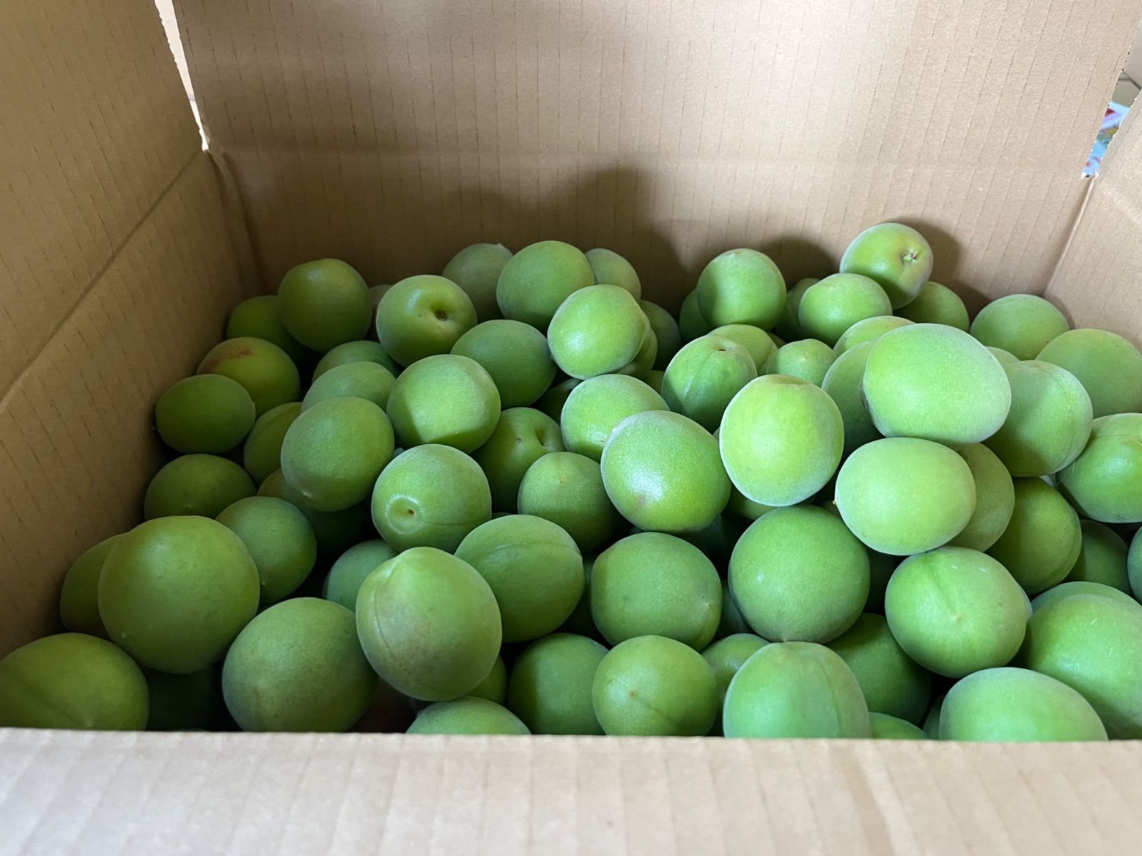 6月上旬発送