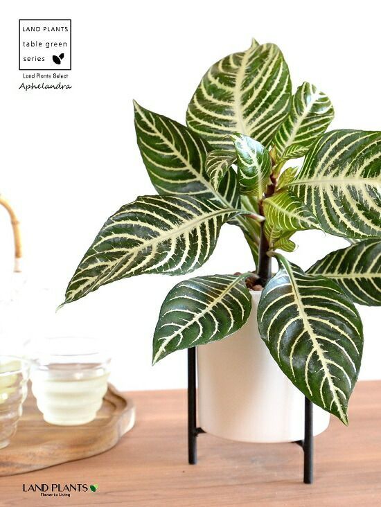 メ*@様 [第2回]総額23万相当 爆アド ポケカ まとめ売り オークション 3