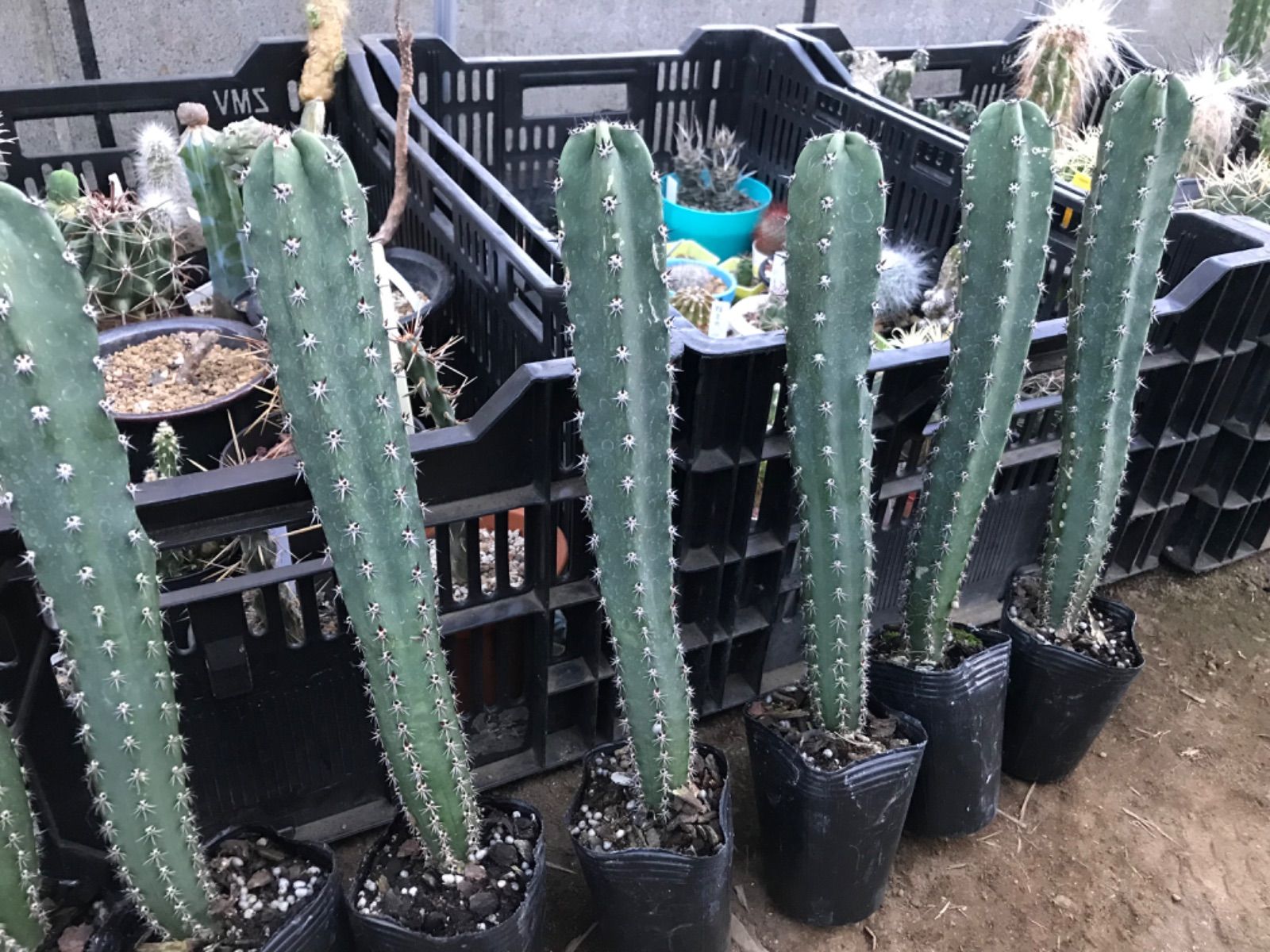 エリオケレウス属「袖ヶ浦(実生)」☆柱サボテン☆接木に最適 - メルカリ