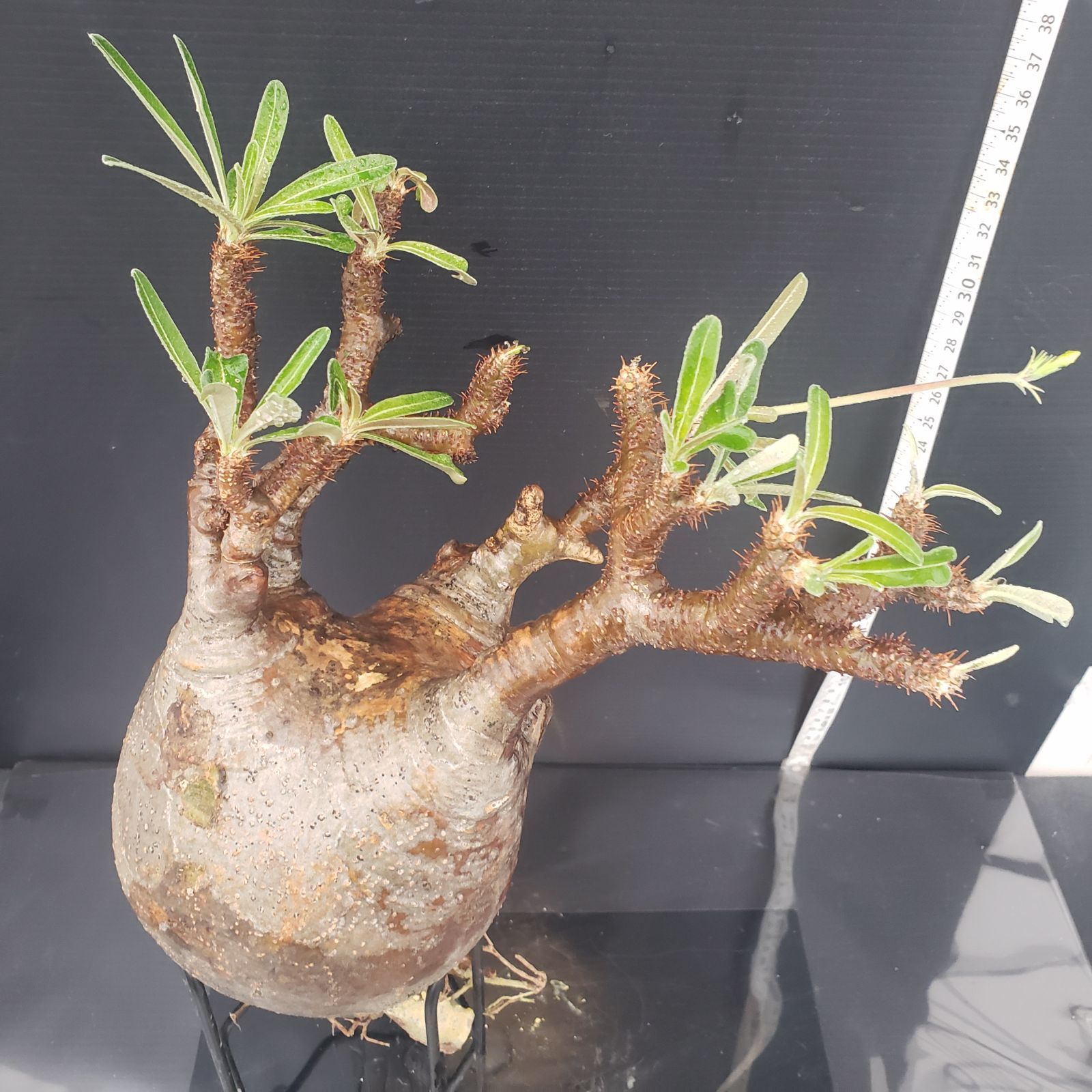 現地輸入 新鮮Pelargonium triste 40ペラルゴニウム トリステ 幹径6.4