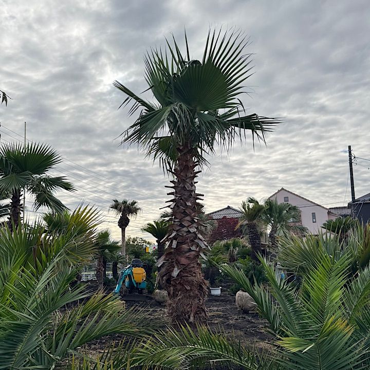 幹太】4.3m ワシントンヤシ - メルカリ