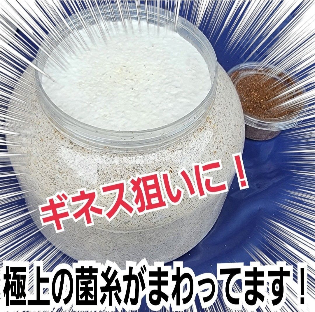 クワガタ幼虫が巨大化！極上ヒマラヤひらたけ菌糸瓶☆1500ml【6本 