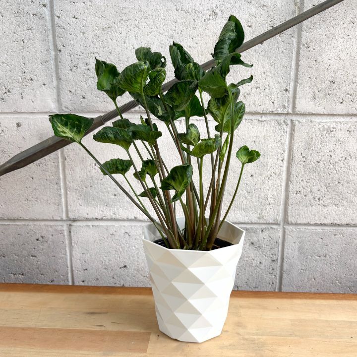 個性派】新品種 シンゴニウム ゴジラ 縮れ葉 4.5号 プラ鉢 投げ込み