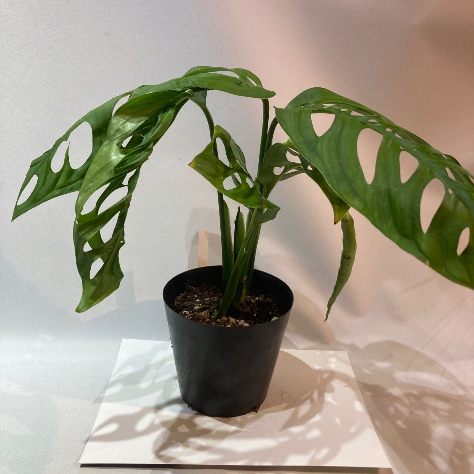 モンステラ エスケレート 吊り鉢 3 モンステラ エスケレート 鉢ごと