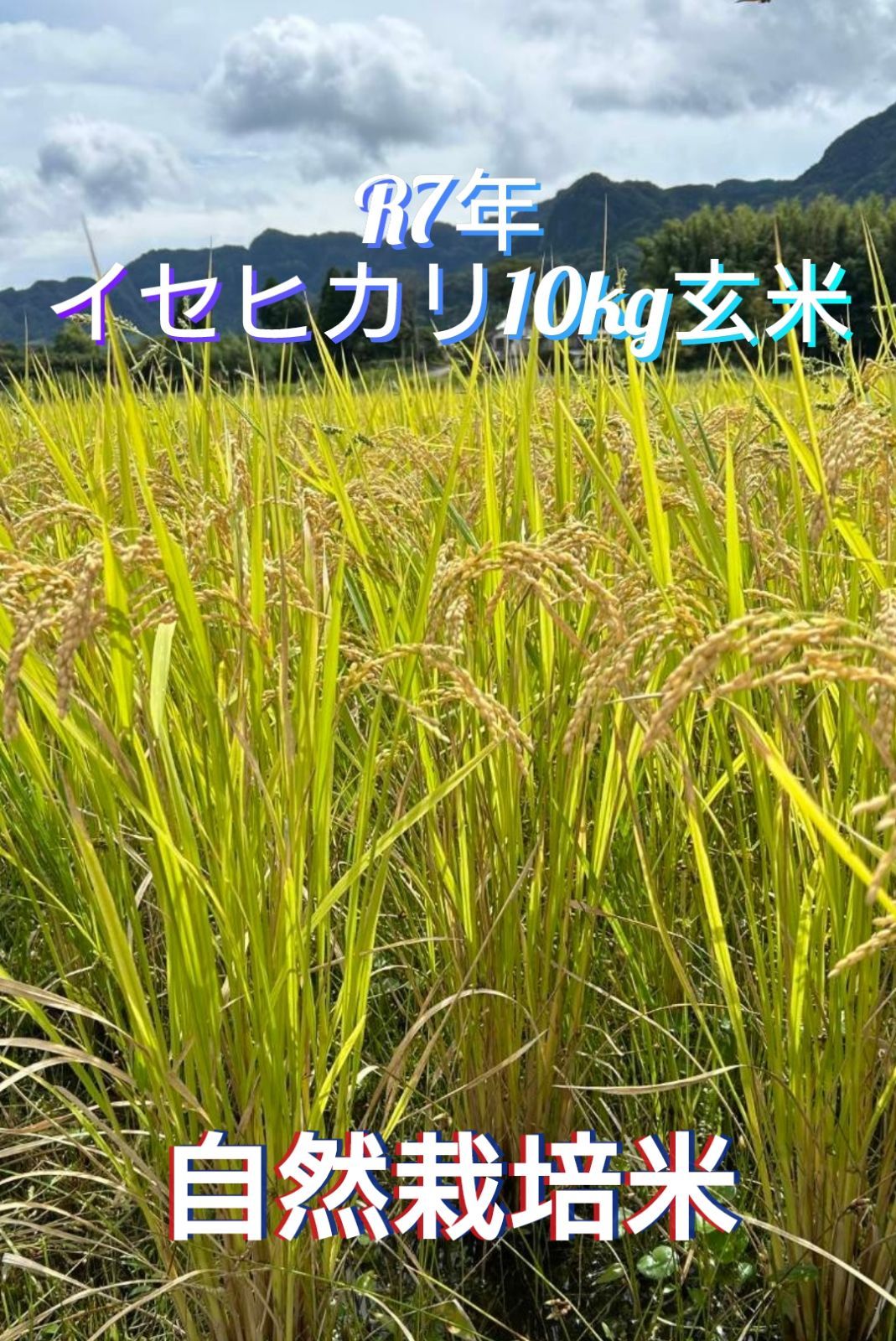 令和7年 自然栽培米　イセヒカリ 10kg 玄米 令和7年 自然栽培米 イセヒカリ 10kg 玄米