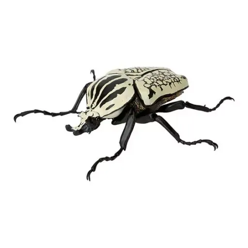 2026年最新】ゴライアスオリエンタリスの人気アイテム - メルカリ