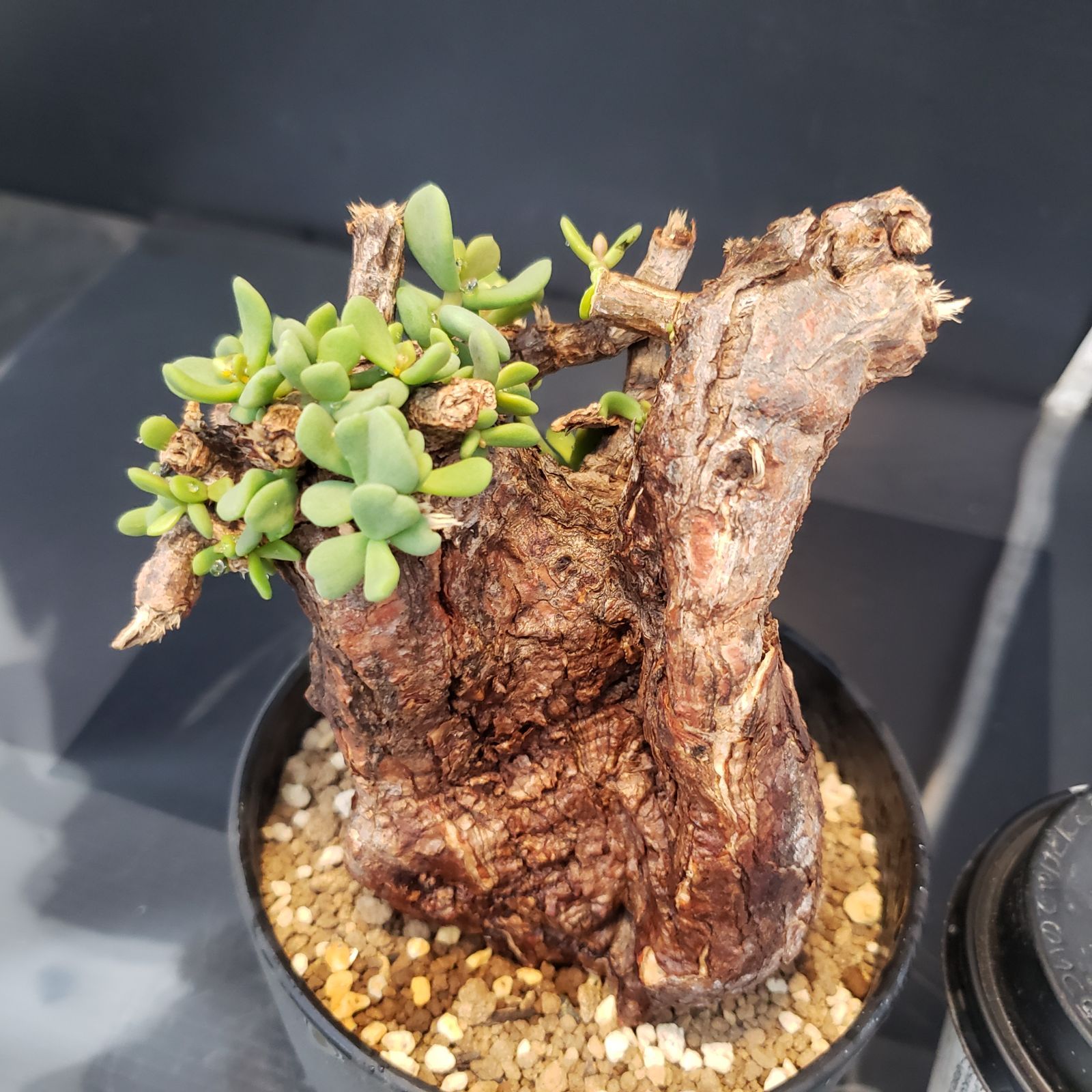 ケラリア ピグマエア 発根済み 現地球 鉢ごと発送 ケラリア ピグマエア