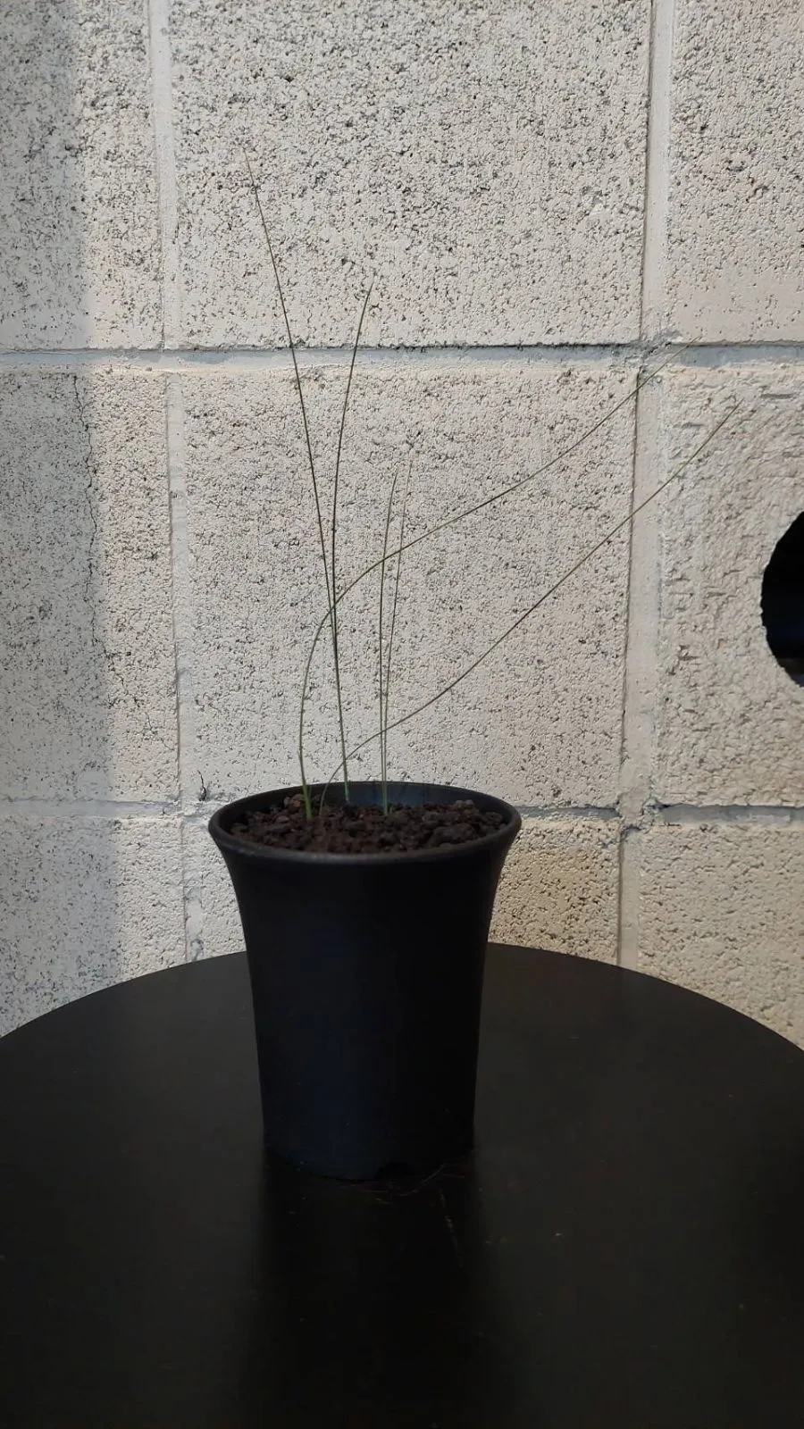 2025年最新】クサントロエア グラウカの人気アイテム - メルカリ