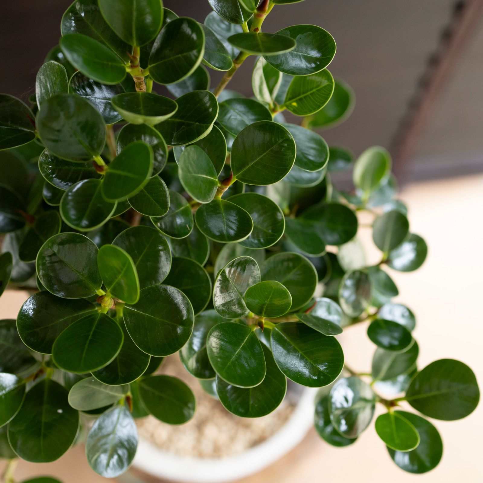 幹太】パンダガジュマル 7号 陶器鉢 ピック付 観葉植物