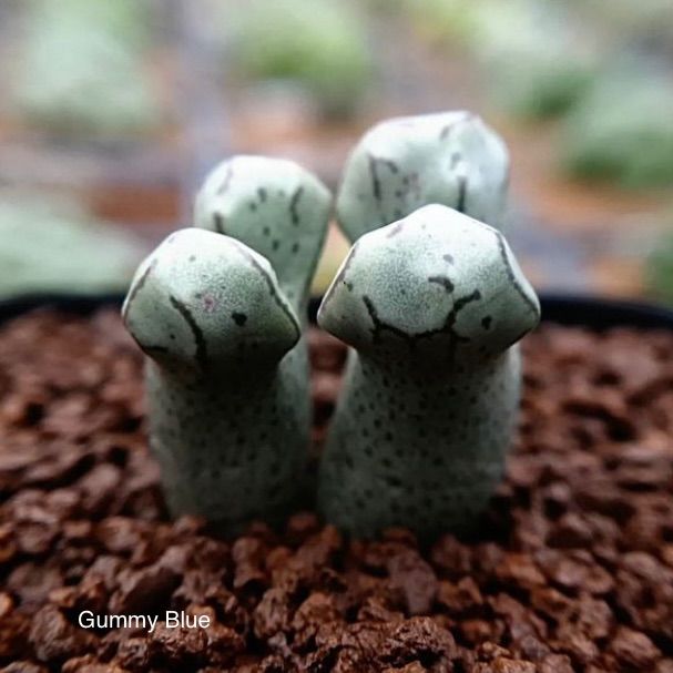 （１２７８－５５）コノフィツム ツリゲルム 多肉植物 コノフィツム ツリゲルム 大型 種子 - メルカリ