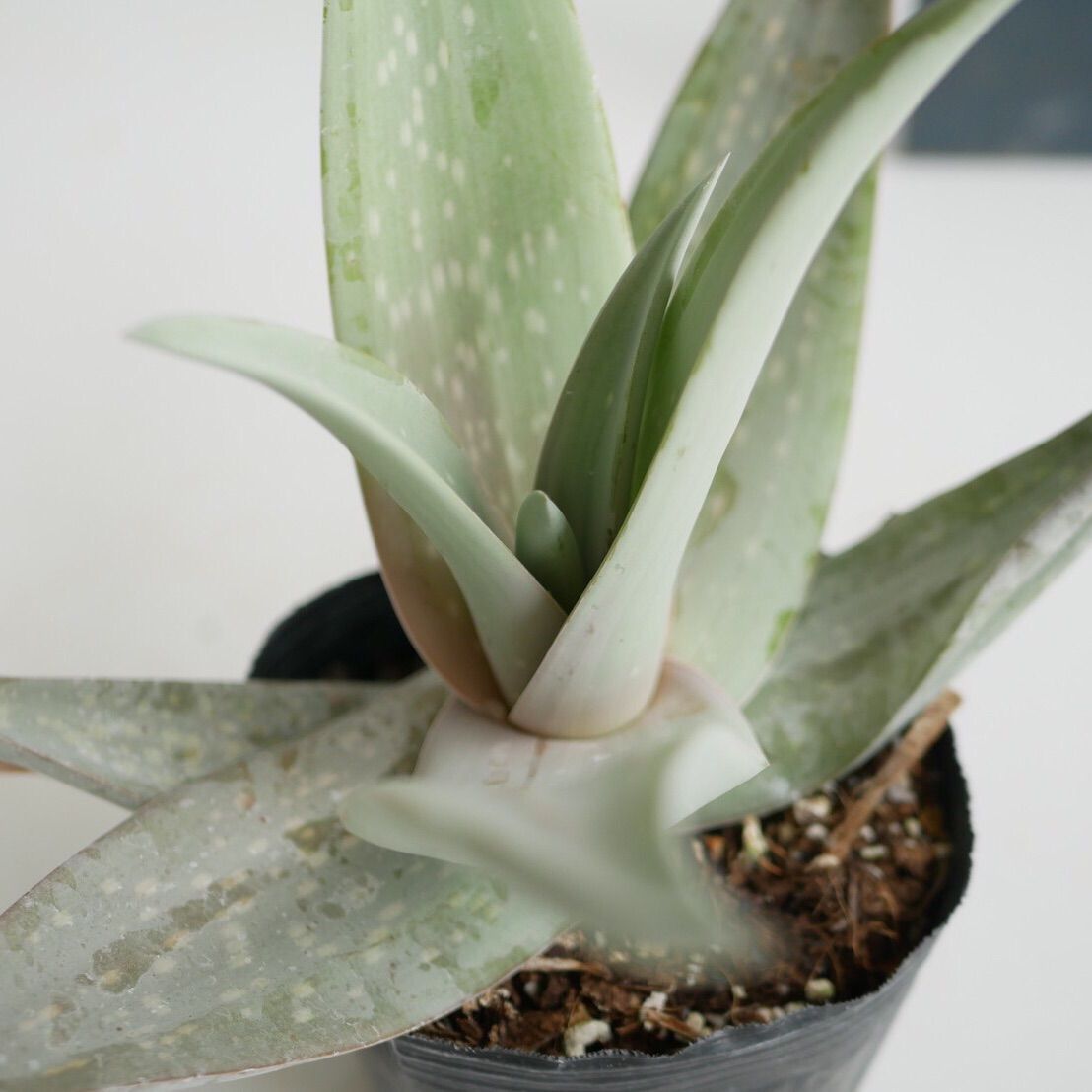 Aloe dhufarensis アロエ デュファレンシス - 観葉植物