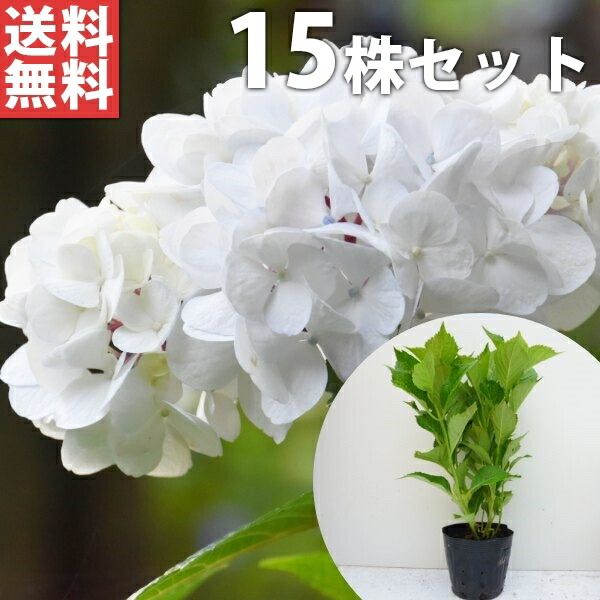 苗|苗木 15本セット アジサイ 白 樹高0.3m前後 15cmポット 白花 シロ あじさい 紫陽花 西洋アジサイ 苗木 苗 植木 庭木 生け垣 ka 15本 15
