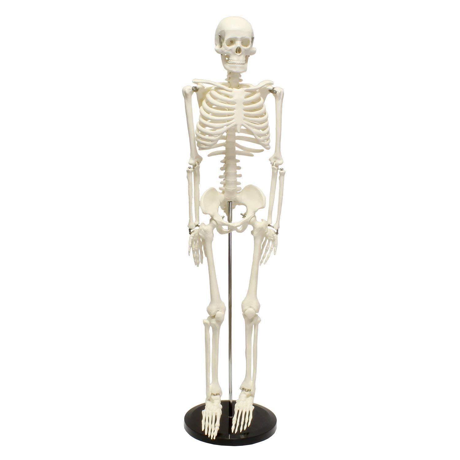 EUSTOMA 85cm人体全身骨格模型 1/2サイズ 骨格標本 全身 直立型