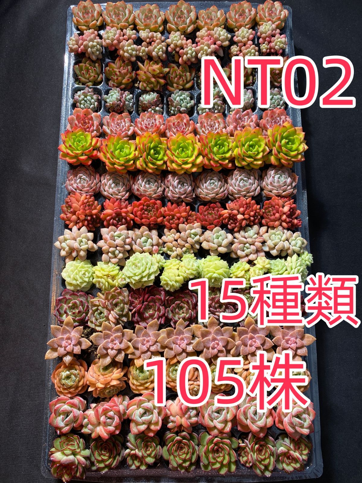 新入荷 15種類セット NT02×105苗 土付き 詰め合わせ 多肉植物 エケベリア 韓国苗 新入荷