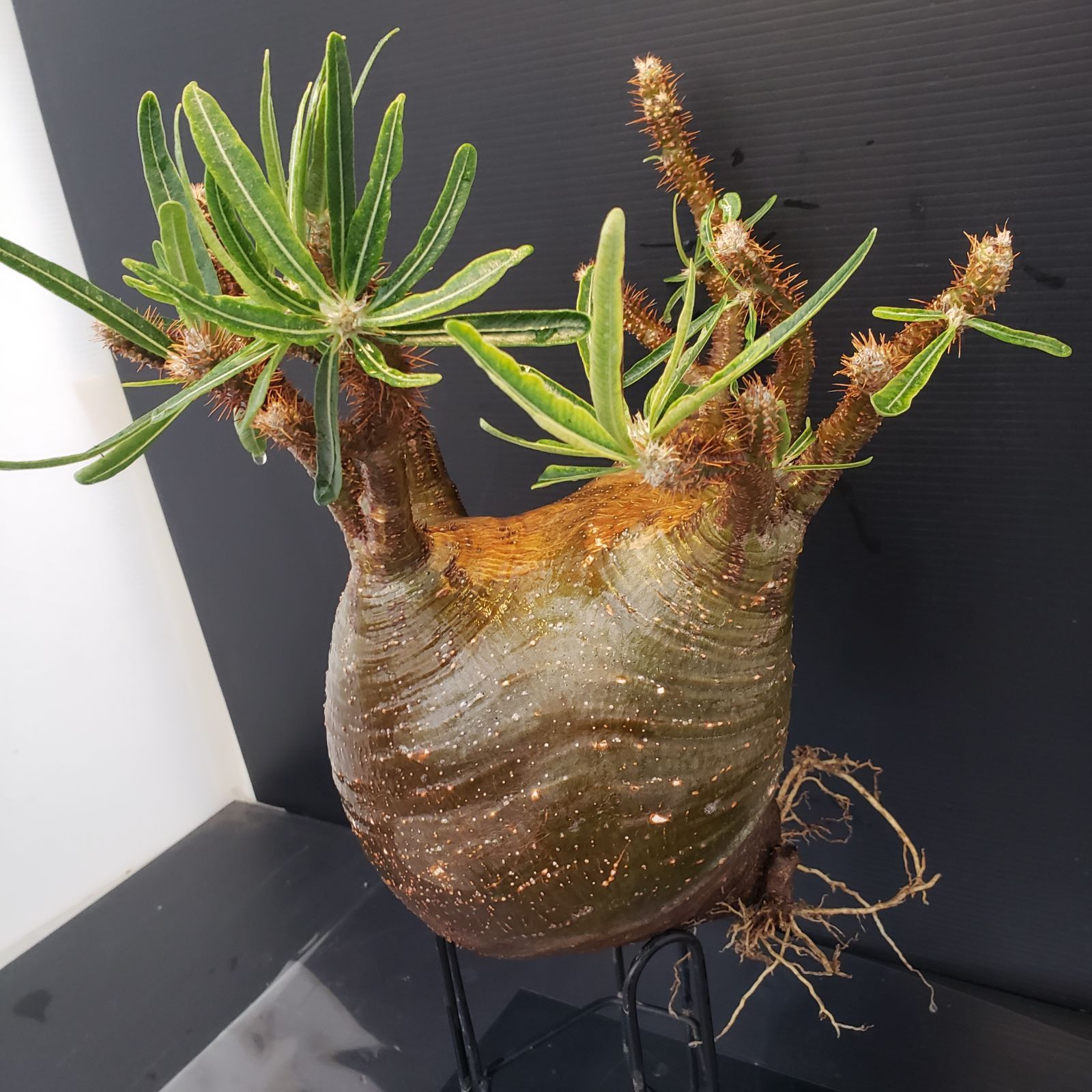 レ1047 「現地株」パキポディウム グラキリス S 抜き苗 セ147 「現地株