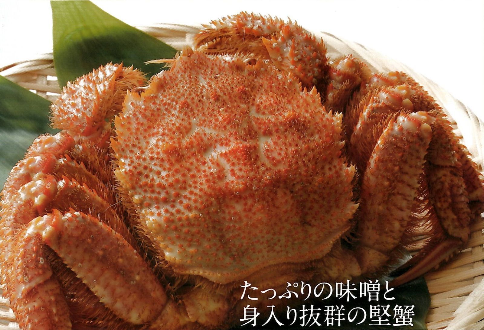 北海道産 浜茹で 又は 活毛蟹 活目方(約400g×2尾) /活毛蟹 毛ガニ ケガニ かに