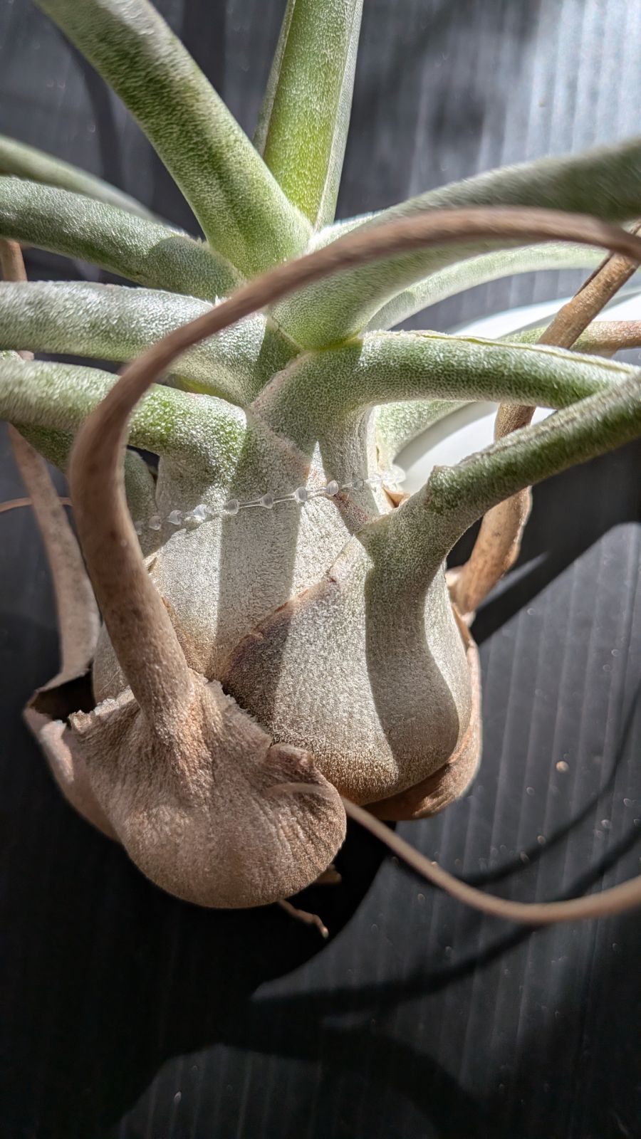 チランジア The Perfect Blend