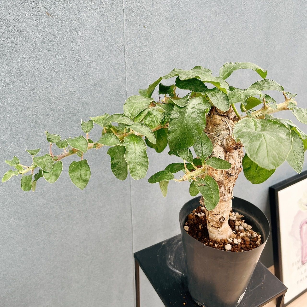 現品］【希少】セサモタムナス ブッセアヌス 観葉植物 レア ゴマ科