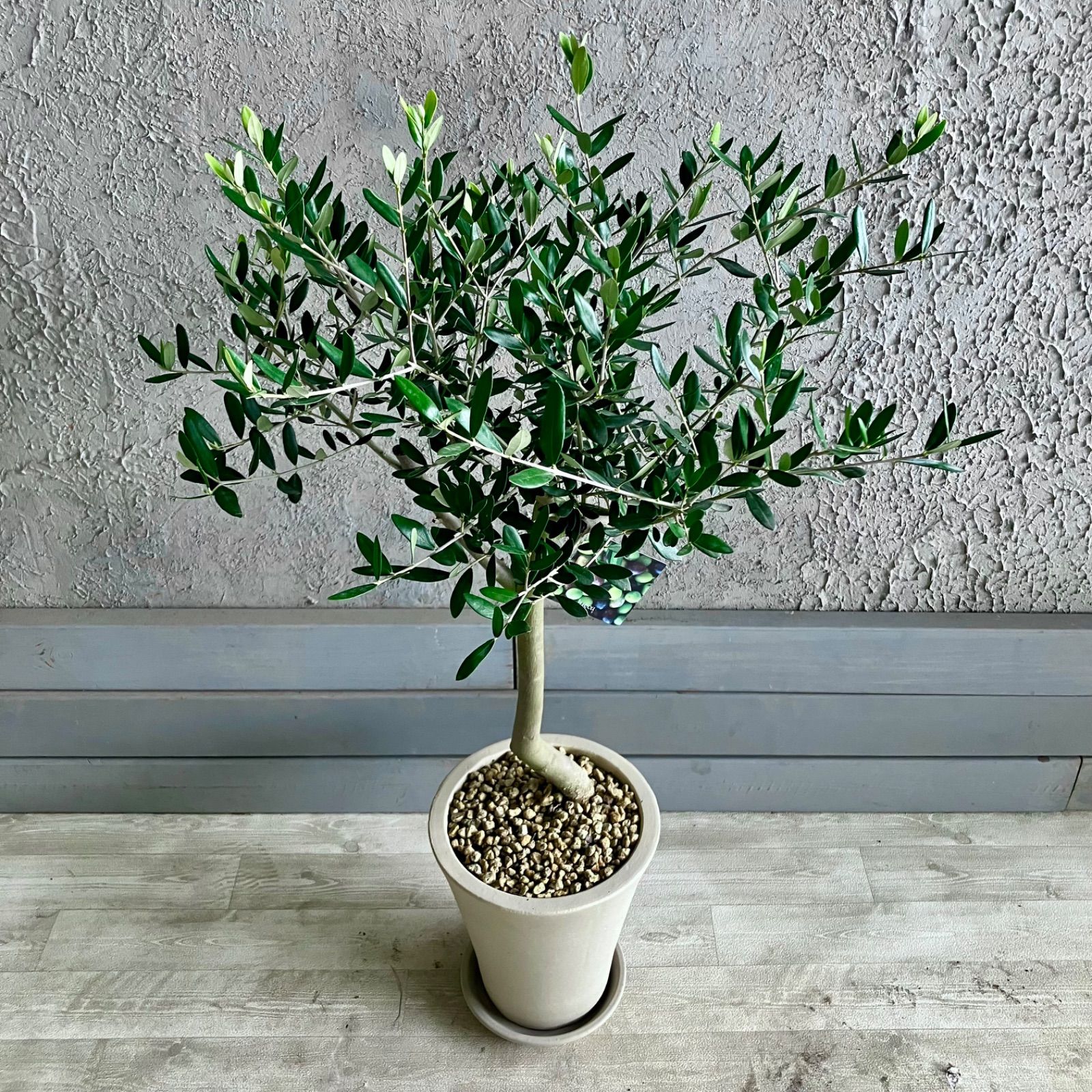 人気品種 美形 オリーブの木 souju ルッカ 7号 テラコッタ鉢植え